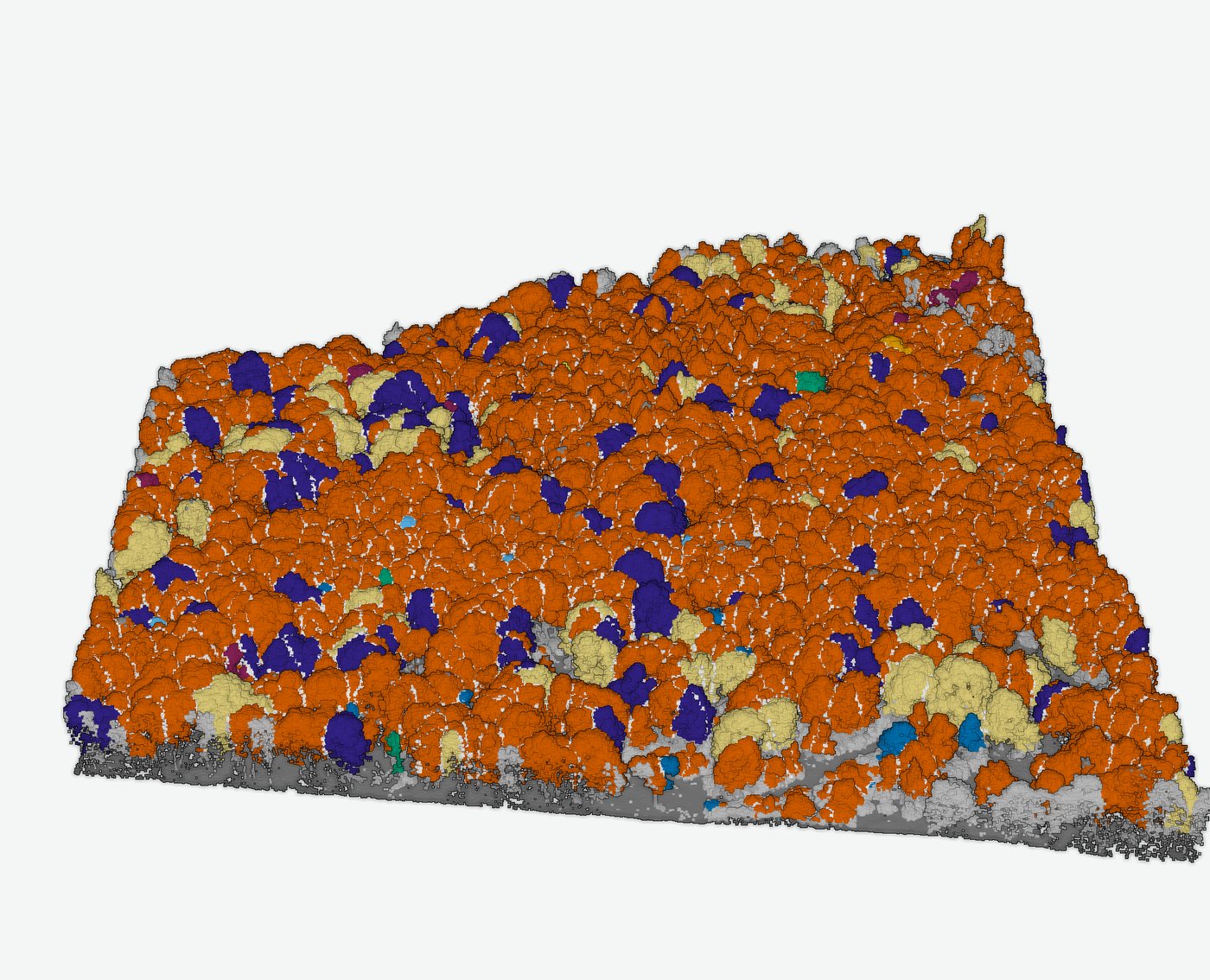 3D render of a forest tract with tree crowns colored by species on a light gray background.